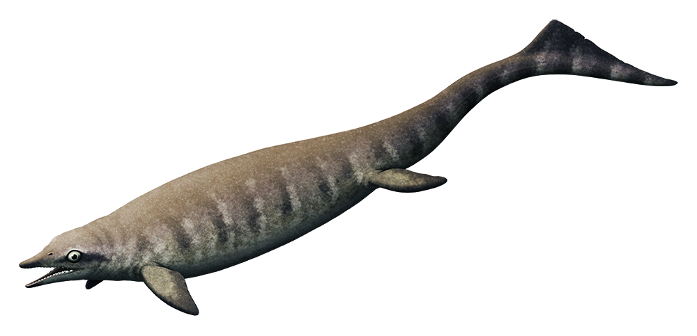 An illustration of an extinct ichthyosaur, an ancient marine reptile. It has a short narrow snout full of rounded teeth, large eyes, a long tapering body, four flippers, and a long tail ending in a vertical fin.