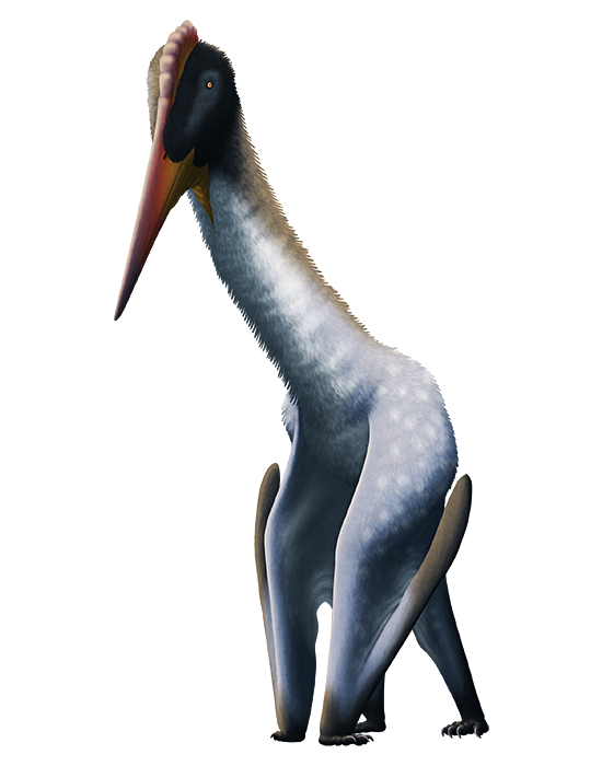 An illustration of a giant pterosaur. It has a proportionally large head with a long pointed beak, tiny eyes, and a low bony crest. Its neck is very long, and its body is comparitvely small – its torso is smaller than its skull – with slender legs and its large wings folded up to walk on its tiny clawed fingers.