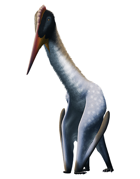 Species New to Science: [Paleontology • 2021] Leptostomia begaaensis • A  Long-billed, Possible Probe-feeding Pterosaur (Pterodactyloidea:  ?Azhdarchoidea) from the mid-Cretaceous of Morocco, North Africa