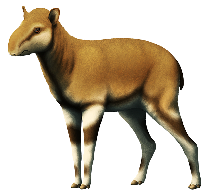 An illustration of an extinct ancient relative of modern tapirs. It resembles a deer or small horse more than a tapir, with long slender legs, an dit has a short floppy trunk-like nose.