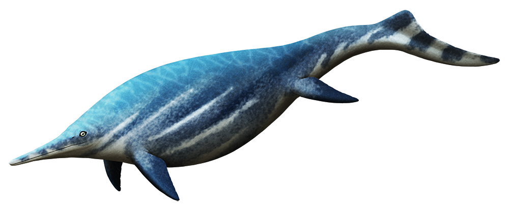 An illustration of an extinct giant ichthyosaur, a marine reptile that resembles a mix of a dolphin and a shark. It has a lon narro wpointed snout, large eyes, a big chunky streamlined body, four flippers, and a long tail ending in a low vertical fluke.