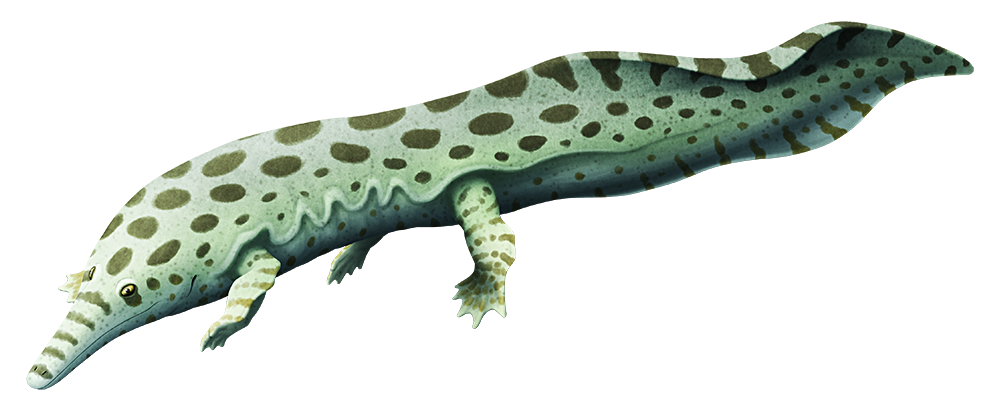 An illustration of an extinct fully-aquatic amphibian. It resembles a large salamander with a crocodile-like snout.