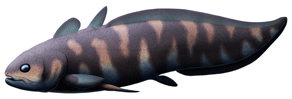 An illustration of an extinct type of coelacanth fish. It has a long taptering eel-like tail.
