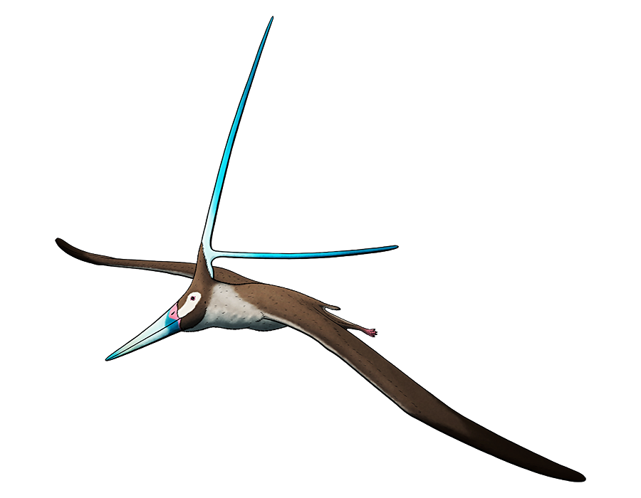A colored line drawing of an extinct pterosaur. It has long narrow wings and a proportionally large head, with an enormous crest made up of two branching bars that vaguely resemble the spars of a yacht sail.