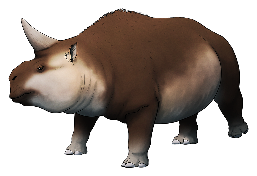 A colore dline drawing of an extinct toxodontid, a rhino-like hoofed mammal. It had a bulky body with three-toed hoofed feet, and a deep-jawed short-snouted face. It has a pointed horn growing from its forehead.