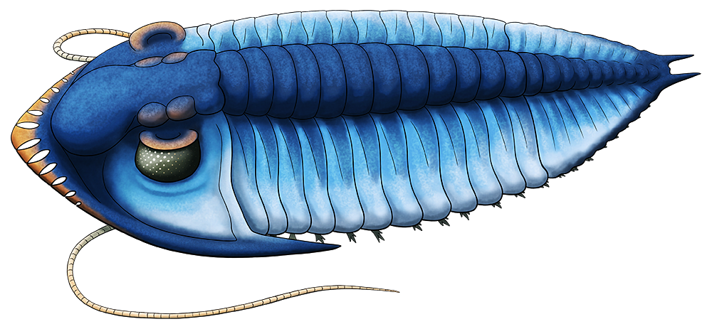 A colored line drawing of an extinct trilobite. The front margin of its head resembles a grille or cowcatcher.