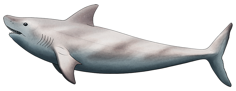 A colored line drawing of an extinct shark-like fish. It has no rear fins, and has a single central row of large teeth in its upper and lower jaws.