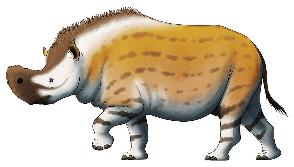 A colored line drawing of an extinct rhino-like mammal. It has a bulky body and a concave forehead, along with a bulbous hornless snout with high nostrils.