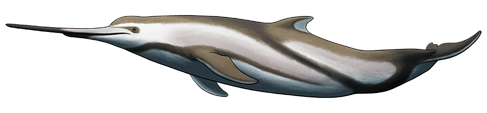 A colored line drawing of an extinct dolphin-like small whale. It has an elongated snout, with its upper jaw much longer than the lower, forming a swordfish-like bill.