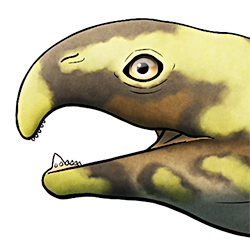A close-up of the head of the extinct marine reptile Hescheleria. The front of its snout is sharply downturned, forming a near-right-angled hooked shape, with small sharp teeth at the front of its jaws along with a pair of large conical bony projections in its lower jaw.