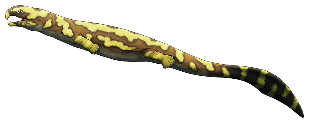 A colored line drawing of an extinct marine reptile. It has a long streamlined lizard-like body with short stocky limbs, webbed feet, and a very long flattened paddle-like tail. The front of its snout is sharply downturned, forming a near-right-angled hooked shape.