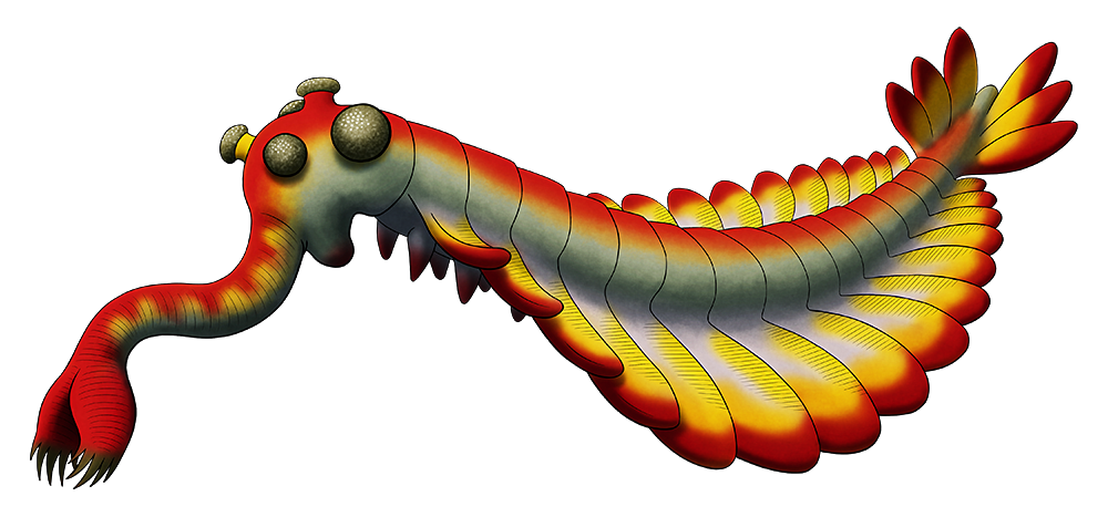A colored line drawing of an extinct invertebrate. It has a long segmented body with overlapping fin-like swimming lobes along its sides and a pair of upright tail fans. There are five stalked eyes on its head, and it has a long tube-like proboscis with a pincer-like grasping tip.