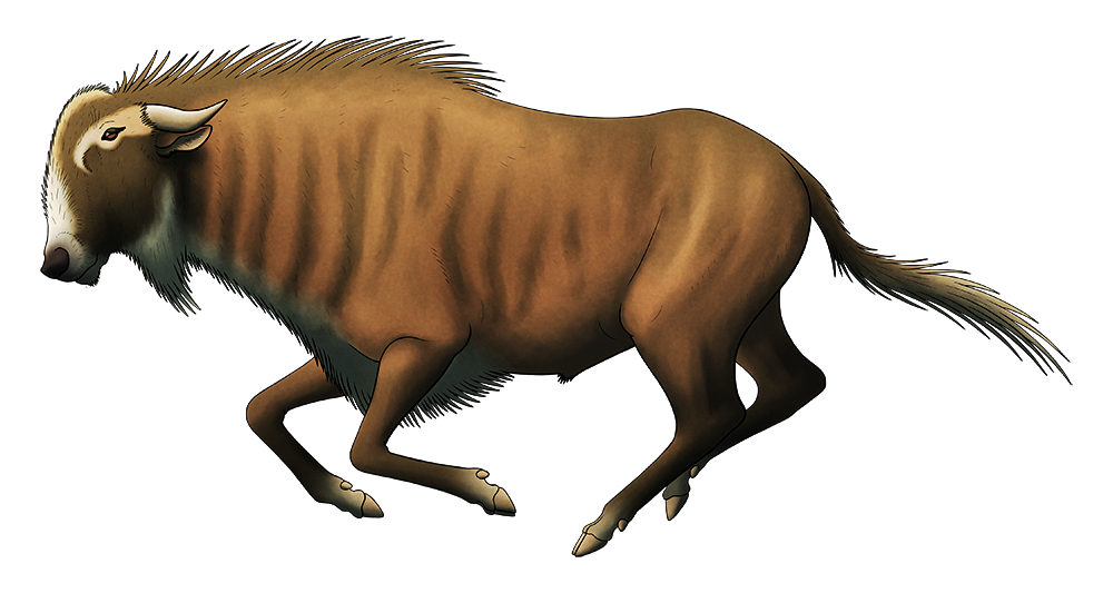 A colored line drawing of an extinct relative of modern wildebeest. It has small backwards-pointing horns, a rather pointed snout, and a highly domed forehead.