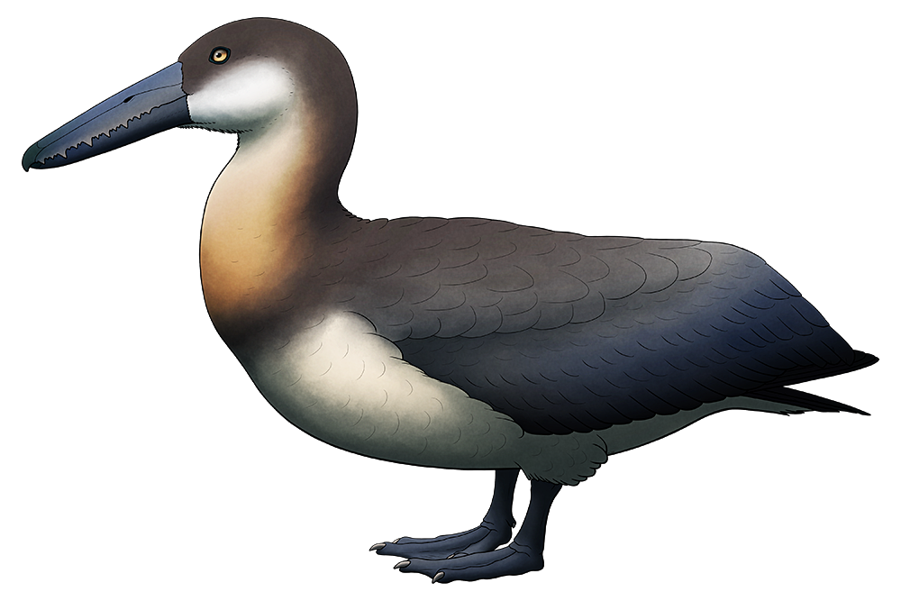 A colored line drawing of an extinct albatross-like seabird, standing with its long wings folded. It has short duck-like legs and a long beak lined with spiky tooth-like serrations.
