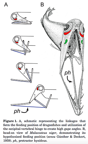 Diagram showing how the stoplight loosejaw's jaw parts articulate.