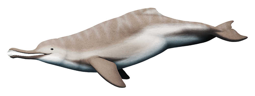 An illustration of an extinct dolphin related to modern South Asian river dolphins. It has a long snout that curves gently upwards along its length then slightly downwards at the tip, lined with large pointy teeth that protrude forwards, giving its jaws a somewhat crocodile-like appearance.