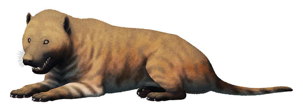 An illustration of an extinct carnivorous mammal. It resembles a dog-hyena, with chunky jaws and a long thin tail.