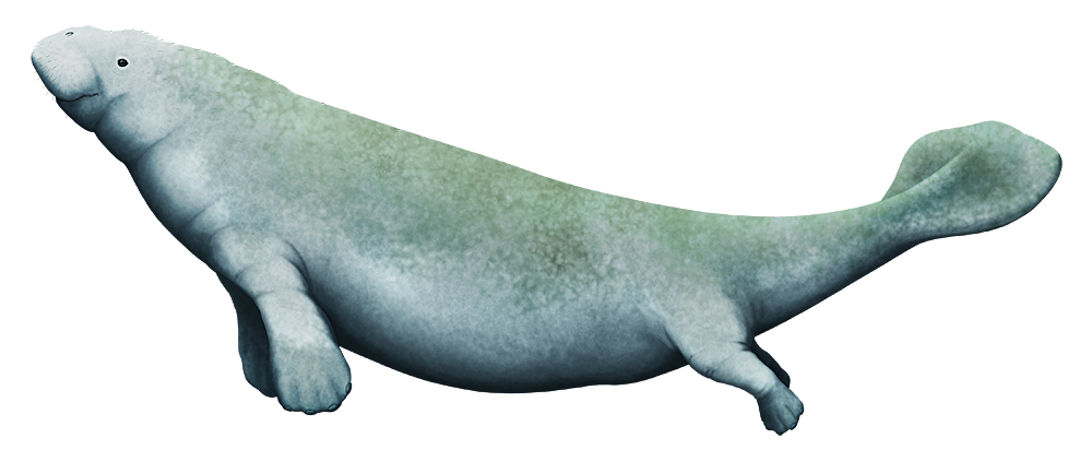 An illustration of an extinct sirenian, a marine mammal related to modern manatees and dugongs. It resembles a manatee with small hind legs.