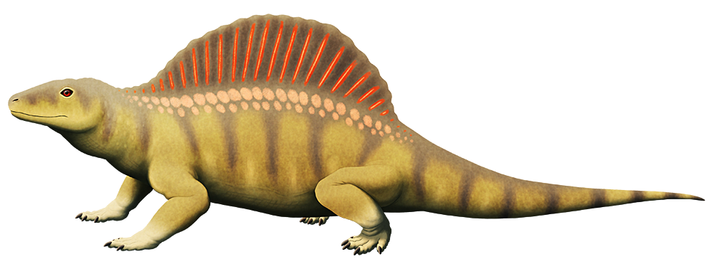 An illustration of an extinct synapsid, a reptile-like relative of mammals. I has a vaguely lizard-like appearance with semi-sprawling limbs, and a large semicircular sail on its back.