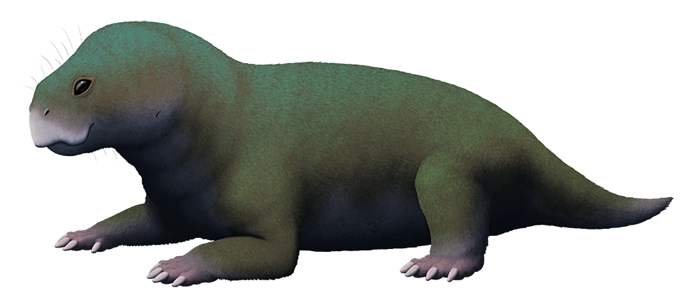 An illustration of a dicynodont synapsid, an extinct relative of mammals. It has a turtle-like head with a toothless beak, a squat tubular body with a stubby tail, and four short muscular limbs with five claws each.