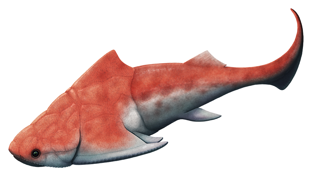 An illustration of an extinct placoderm fish. It has a bony armored head and throax, with pointed wing-like projections in front of its pectoral fins. Its colored red on top and silvery white on its underside, based on actual preserved pigment cells in its fossil remains.