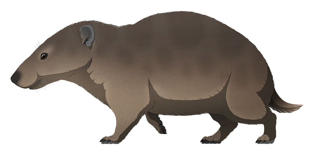 An illustration of an extinct mammal related to the ancestors of modern horses. It's vaguely rat-like, with a long face, a chunky guinea pig-like body, short legs, and a small short tail.
