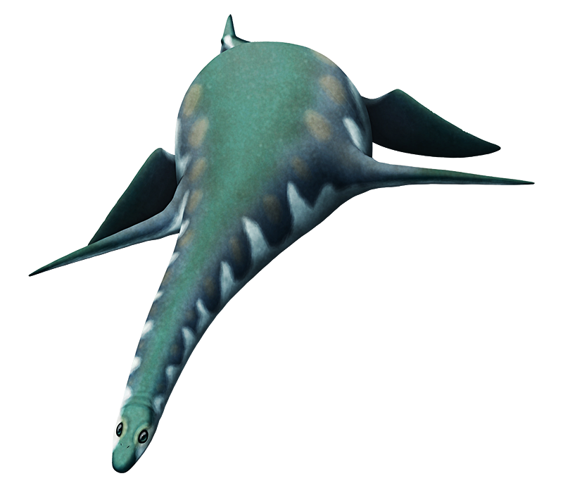 An illustration of a plesiosaur, an extinct long-necked marine reptile. It's positioned swimming towards the viewer, with its four turtle-like flippers in mid flap, its neck and head angling downwards as if about to dive. Its tiny head has proportionally large upwards-facing eyes.