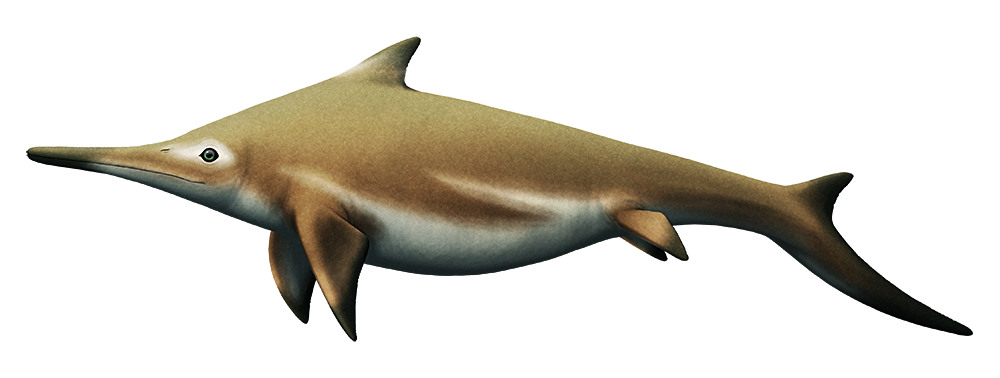 An illustration of an ichthyosaur, an extinct marine reptile that resembled a mixture of a dolphin and a shark. It has a long narrow snout, a triangulat dorsal fin very far forward on its body, four flippers, and a vertical shark-like tail fin with the lower lobe much larger and longer than the upper one.
