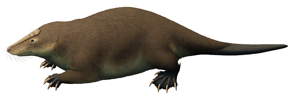 An illustration of an extinct docodont, a close relative of the earliest mammals. It vaguely resembles a chunky otter, with large claws on its webbed feet and a naked beaver-like tail. It also has spurs on its ankles and a thick patch of tough leathery skin on the top of its snout.