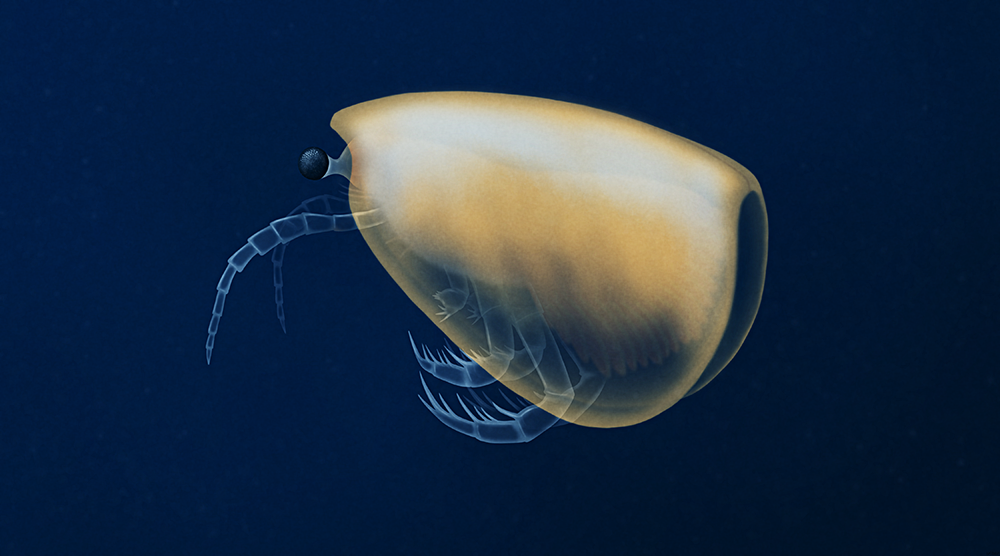 An illustration of an extinct marine invertebrate, swimming in dark water. Most of its body is covered by a large bivalved carapace, vaguely bean-shaped, with a pair of stalked compund eyes and antennae protruding from the front and three pairs of spiny limbs sticking out underneath. It's faintly translucent.