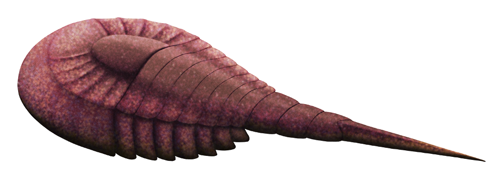 An illustration of an extinct marine arthrpod related to modern horseshoe crabs and arachnids. It somewhat resembles a horseshoe crab or a trilobite, with a semicurcular front carapace, a segmented trapezoidal abdomen, and a long spine-like 'tail'. It also has no eyes.