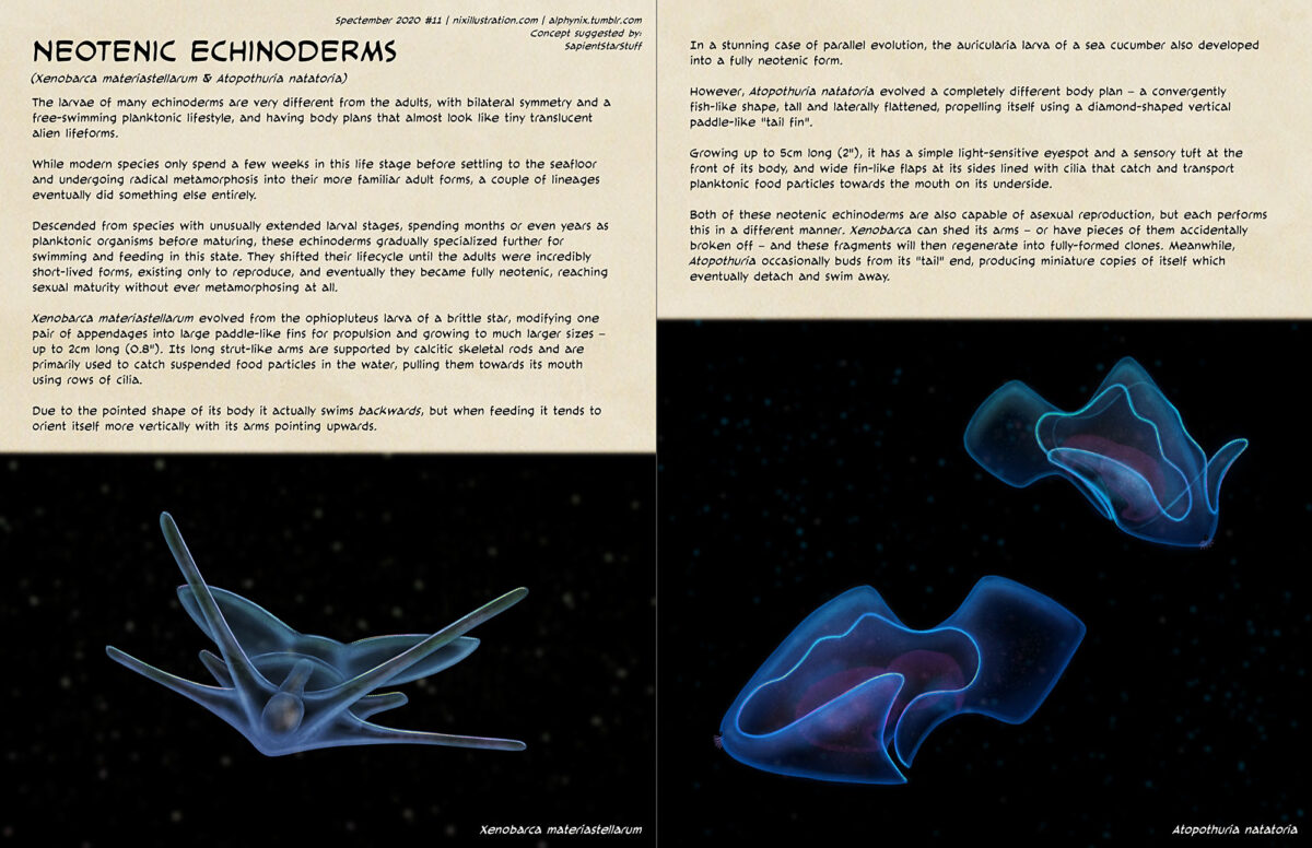 Spectember #11: Neotenic Echinoderms