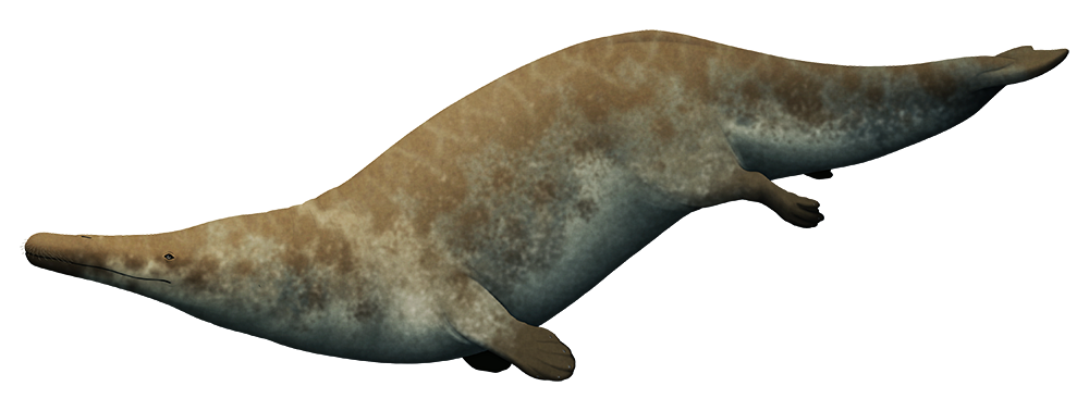 An illustration of an ancestor of mdoern whales. It's a streamlined swimming animals with a body shape like a chunky otter, a long almost crocodile-like snout, flipper-like forelimbs, small hindlimbs, and a powerful tail with a small horizontal fluke at the end.