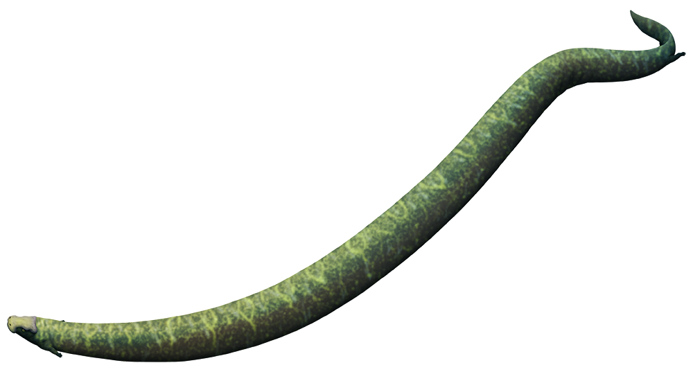 An illustration of an extinct animals that was either an early amphibian or an early relative of reptiles (it's complicated). It has a incredibly long snake-like body with tiny vestigial limbs at each end, and also a proprtionally tiny head with a snovel-like snout.