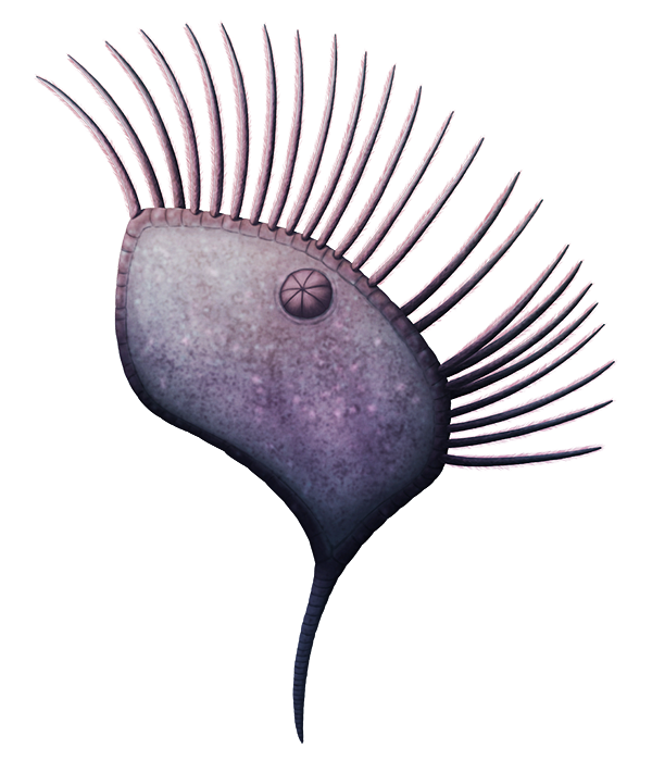 An illustration of an extinct ancient echinoderm. It doesn't resemble any modern forms, instead being shaped a little like a flattened bean with a stem coming out the bottom and a fringe of tentacle-like feeding appendaged along its top edge. A large domed structure is visible just below roughly the center of its tope edge, made up of multiple triangular plates.