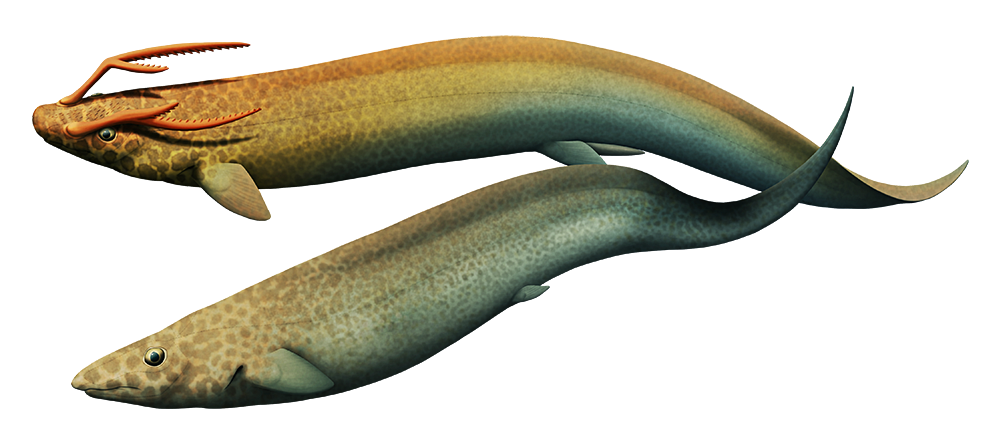 An illustration of a pair of eel-like fish related to modern cartilaginous chimaera fish. One of them has a large pair of branched spiny antler-like appendages on its head.