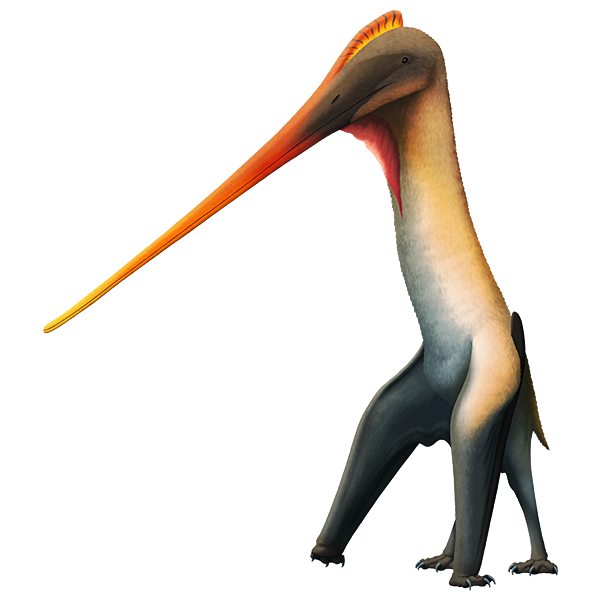 An illustration of an extinct pterosaur. It has an incredibly long beak that tapers to a delicate thin point, a small crest on its head, long neck, and a proportionally small body. It's standing on all fours on the ground with its wings fingers folded up.