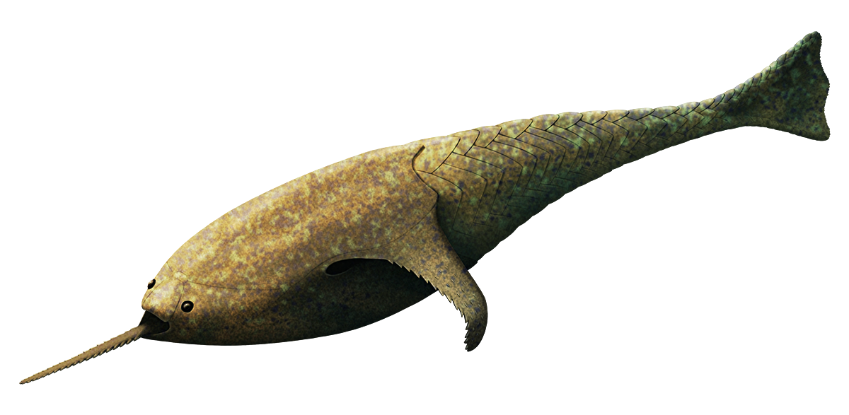 An illustration of an extict jawless fish. It has a long serrated spine growing from its lower lip, an armored body with winglike side "fins", and a long scaly tail.