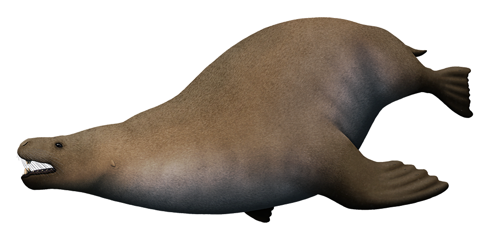 An illustration of an extinct early walrus. Unlike modern walruses it has no tusks, more resembling a sea lion in appearance.