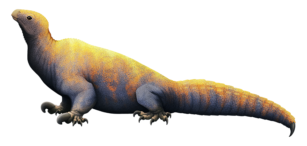 An illustration of a drepanosaur, an extinct reptile. It has a toothless beak, a long neck, and a chunky hump-backed chameleon-like body. It has burly forelegs with a disproportionately large shovel-like claw on the second finger of each hand, and there's a pointed claw-like structure at the tip of its long thick tail.