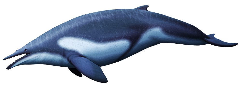 An illustration of an extinct ancient baleen whale. Unlike modern baleen whales it's a small dolphin-like animal with toothy jaws.