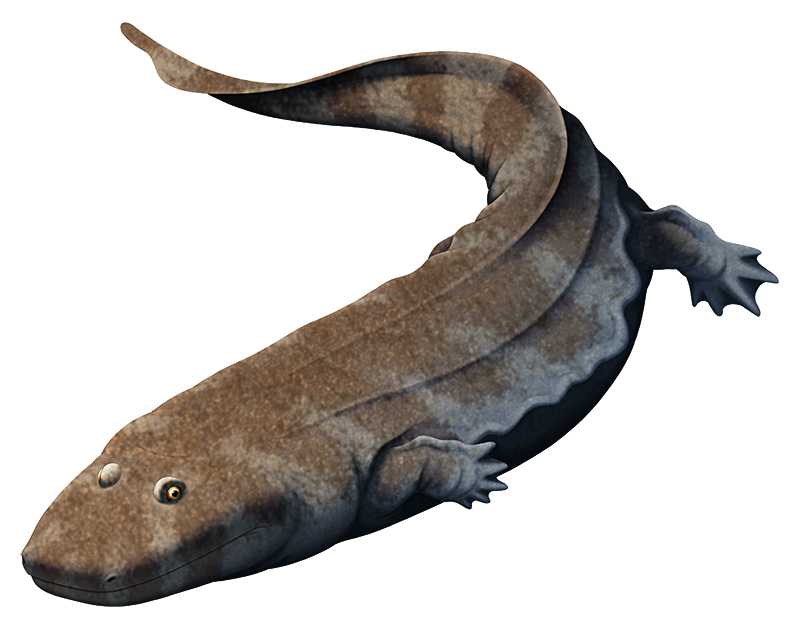 An illustration of an extinct amphibian-like animal related to the early ancestors of all modern tetrapods. It resembles a chunky salamander with a very wide very flat head.