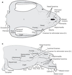 adalatherium – Nix Illustration