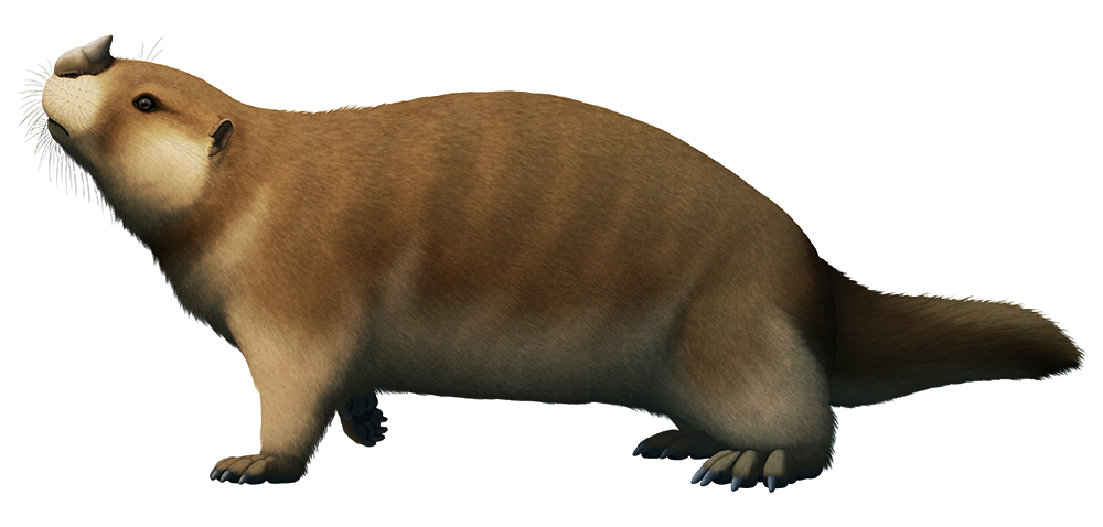An illustration of an extinct mammal. It's a long-bodied gopher-like animal with spawling hind limbs and a short thick tail. It's depicted with a speculative leathery shield on its nose that resembles a stubby horn.
