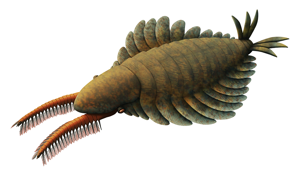An illustration of an extinct marine invertebrate. It has large densely-spined appdanges at the front of its head, small eyes on short stalks, multiple pairs of fin-like swimming flaps along the sides of its body, and three pairs of fan-like tail fins.