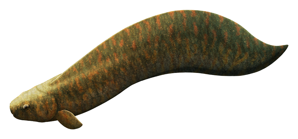 An illustration of an extinct fish. It has a tadpole-like shape with no hind fins and a long tail with a single continuous dorsal fin.