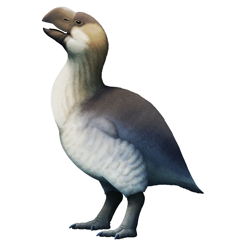 An illustration of an extinct giant flightless bird. It has a large head with a chunky beak, a long neck, a plump body, tiny vestigial wings, and stout legs. It's speculatively colored in a pattern that makes it resemble a goose.