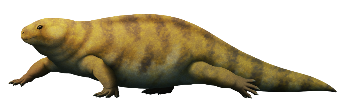 An illustration of an extinct reptile-like animal. It has a chunky salamander-like body with a small head and a blunt snout, and there are claws on the tips of its fingers and toes. Tall vertebrae along its spine give it a "high-backed" appearance, almost but quite a "sail back".