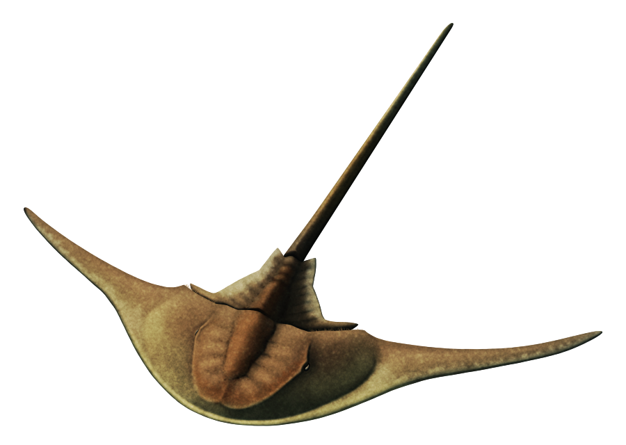 An illustration of an extinct horseshoe crab. It looks fairly similar to the modern ones, except the sides of its carapace are extended out into long triangular wing-like shapes.