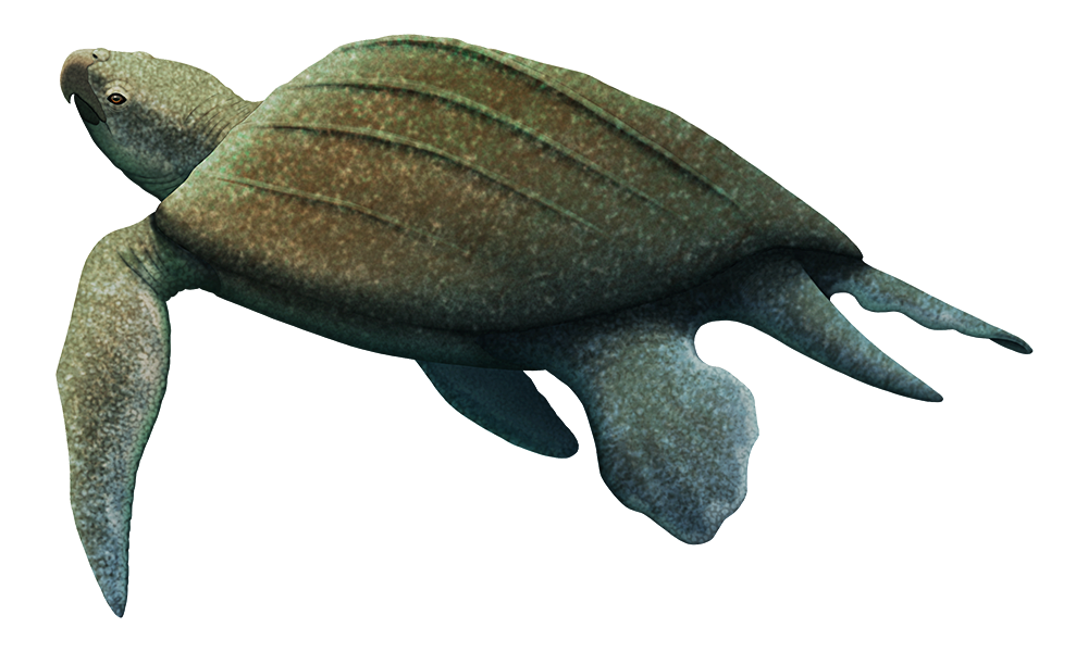 An illustration of an extinct giant marine turtle. it has a ridged shell like a leatherback, and a hooked eagle-like beak.
